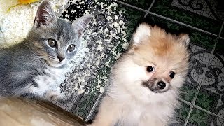 3 am ПОЧЕМУ скулит щенок? Котенок Макс и первая ночь щенка 3 am ПОЧЕМУ скулит щенок? Котенок Макс и первая ночь щенка
