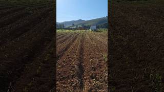 Roça N⁰5, Milho Vip 3 Bp2201 Baspan.