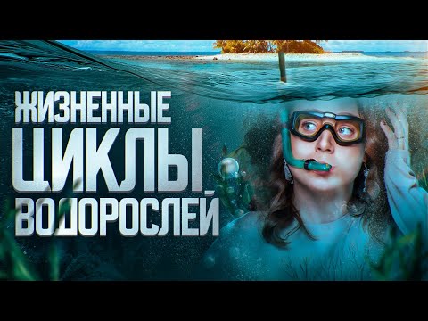 ЖИЗНЕННЫЕ ЦИКЛЫ ВОДОРОСЛЕЙ | ЕГЭ-2024 по биологии