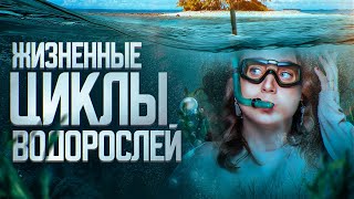 ЖИЗНЕННЫЕ ЦИКЛЫ ВОДОРОСЛЕЙ | ЕГЭ-2024 по биологии