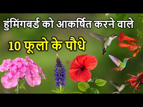 वीडियो: कौन से लटकते पौधे चिड़ियों को आकर्षित करते हैं?