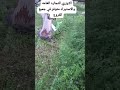 الاوزري للتجاره العامه والاستراد وكاله Shineray جودة تستحق الثقه الاوزري لكل مايحتاج المزارع 