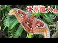 日本が誇る世界最大級の蛾、ヨナグニサン【野生生物観察ドキュメンタリー】