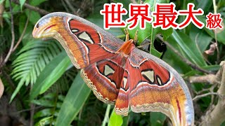 日本が誇る世界最大級の蛾、ヨナグニサン【野生生物観察ドキュメンタリー】