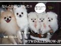 生後58日目 pomeranian ポメラニアンの家族写真