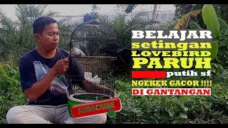 belajar setingan !!! lovebird PARUH PUTIH sampai ngekek GACOR di Gantangan