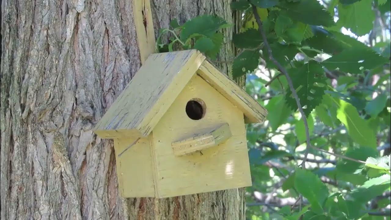 House Wren Nesting Behavior YouTube