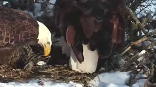 Decorah North Nest~Mr North sees his egg first time~2021\/02\/16