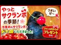 【サクランボにドヤ顔】今年初のサクランボをくわえたカラスがこの通りドヤり散らかします。20260616、カラス＆四つ足クインテット（仮）