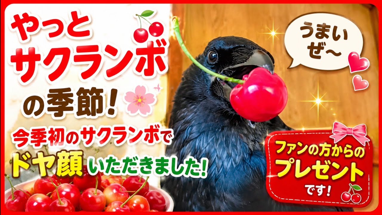 【サクランボにドヤ顔】今年初のサクランボをくわえたカラスがこの通りドヤり散らかします。20260616、カラス＆四つ足クインテット（仮）