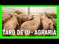 {4K} TARG DE OI, MIEI SI BERBECI AGRARIA 2018 EXPOZITIE JUCU - CLUJ