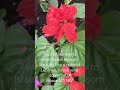 Bible Verse of the Day ✝️ • Spring Flowers #youtubeshorts #shortsfeed #shortsvideo #shorts #fyp #sub