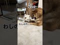 犬の雑学‼️犬の社会は厳しい縦社会😤おもちゃを差し出さねばならない時もある⁉️#何故に手を繋いでる?#パワハラ?#赤柴のビクビク加減が飼主の若い頃にそっくり#柴犬#多頭飼い#shibainu#dog