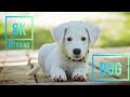 || DOG&#39;S || 🐶🐕🐕🐶 || 8K ULTRA HD HIGH DEFINITION VIDEO 📷📷 ||