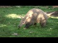 Can You Dig It? Meet Zola the Aardvark