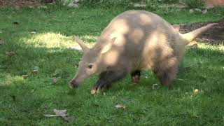 Can You Dig It? Meet Zola the Aardvark