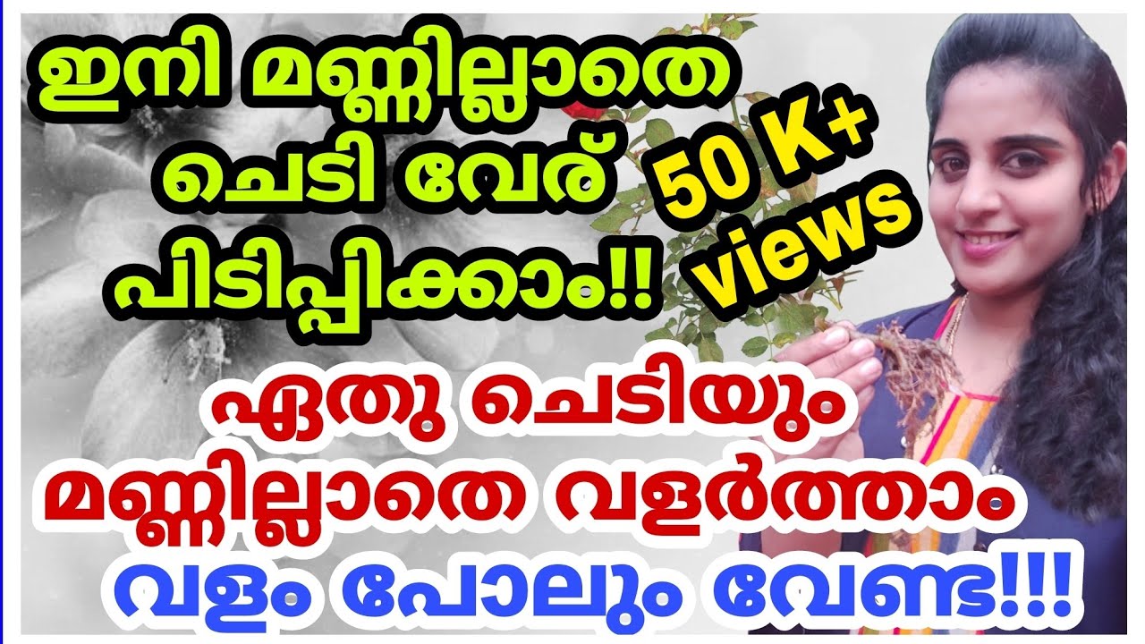 മണ്ണില്ലാതെ ചെടി വേര് പിടിപ്പിക്കാം | Soilless gardening | How to root plant cutings without soil