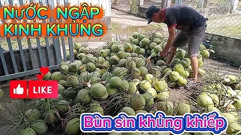 Nay đi hái vườn dừa bị ngập kinh khủng .bùn sìn khủng khiếp ngập cả nhà chủ vườn dừa#quocduavlog 