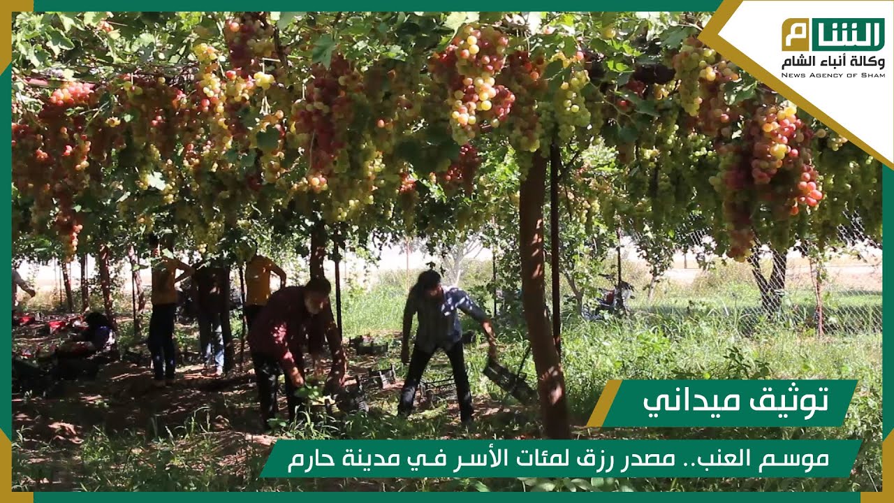 موسم العنب.. مصدر رزق لمئات الأسر في مدينة حارم