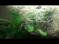 Galaxy S test - Endler Guppy aquarium