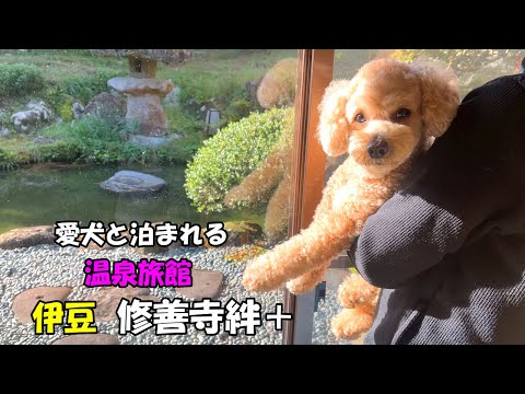 愛犬と泊まれる｢伊豆修善寺絆＋｣へ大きいトイプードルと行ってきた♪(前編）【デカプー】【トイプードルのロアくん】【toy poodle】