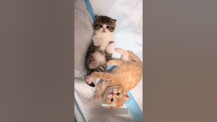 Little playing kittens 💕😻 #cat #kitten #shorts #funny #cute