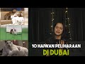 10 Haiwan Peliharaan Paling Extreme Di Dubai !!!