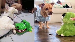 Dog and Cat Reaction to Toy  Funny Dog & Cat Toy Reaction Compilation