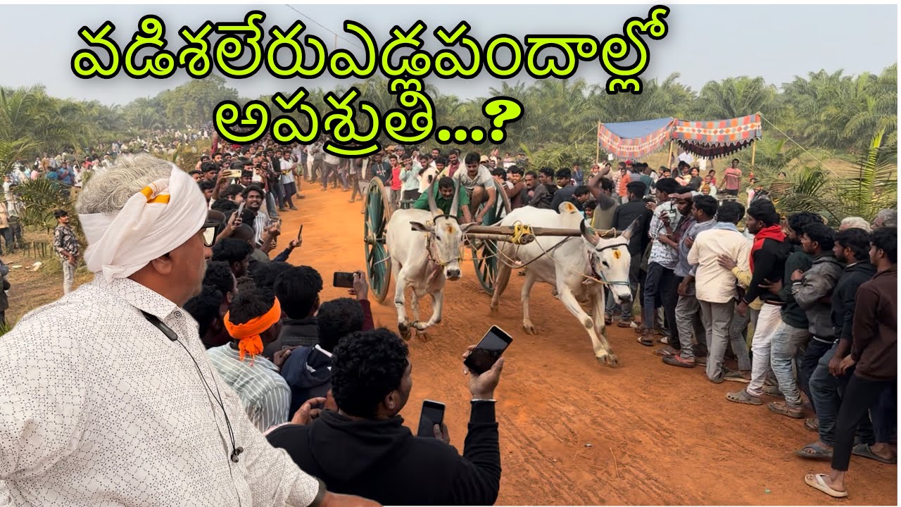 Раздоры на бычьих скачках в Вадишалере...?