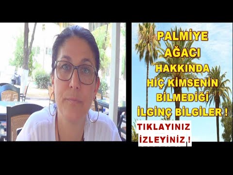 Video: Arizona'da palmiye ağaçları neden büyüyor?