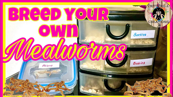 CHEAP AND EASY MEALWORM FARM! 🐛