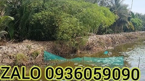 Bán dớn chặn sông. Bán xăm bắt cá. Bán dớn bắt cá. Bán đuôi chuột bắt cá.Bán bẫy cá.