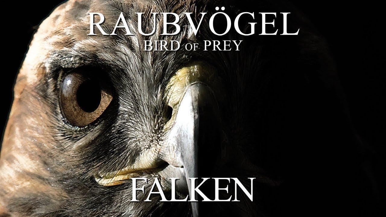 Raubvögel - Falken