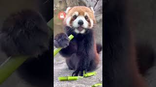 Este PANDA ROJO comiendo BAMBÚ es lo más tierno que verás hoy 🐼❤️ #animales #animalestiernos