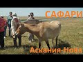 Аскания-Нова Сафари от которого захватывает дух