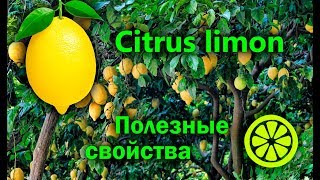 Лимон Полезные свойства