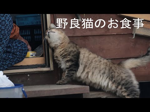 野良猫のお食事　201015