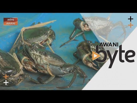 Video: Cara Menjaga Ketam Di Rumah