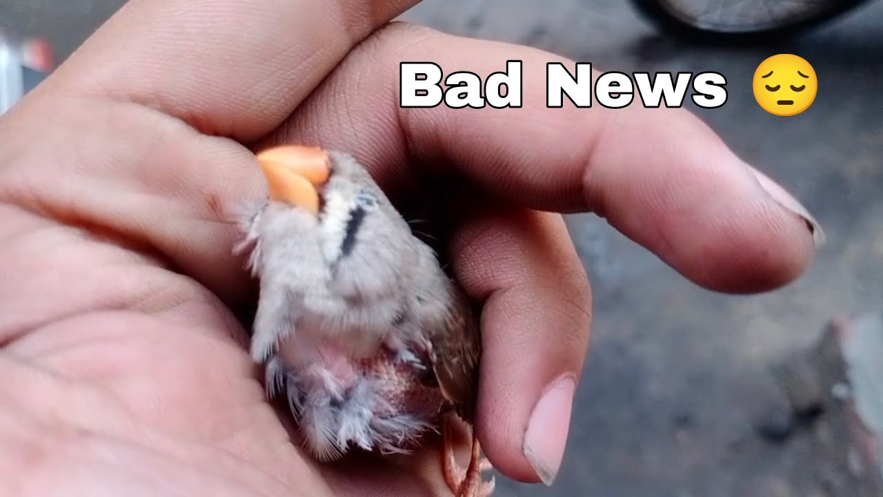 Why Is My Female Finch Losing Feathers At Mazie Samuel Blog why-is-my-female-finch-losing-feathers-at-mazie-samuel-blog