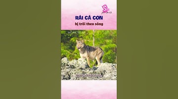 Chuyện gì xảy ra khi Rái cá con bị trôi theo sóng khỏi mẹ #soiphetimtoi