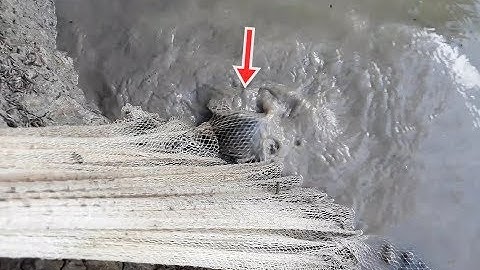 Dùng chài để kéo ai ngờ dính cá bự không | how to catch fish