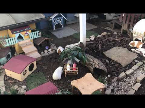 Meerschweinchen pflanzen Bäumchen