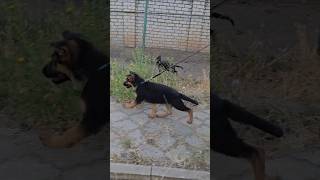 🤩Одесса 098-437-61-29 Продаются щенки немецкой овчарки. Июль 2025 год.