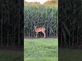 Deer in the Cornfield #nature #deer #entertainment #shorts #shortsvideo #animal #animals #wildlife