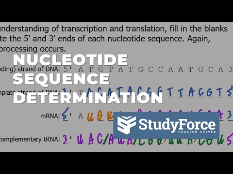 Video: Která sekvence nukleotidů během replikace?
