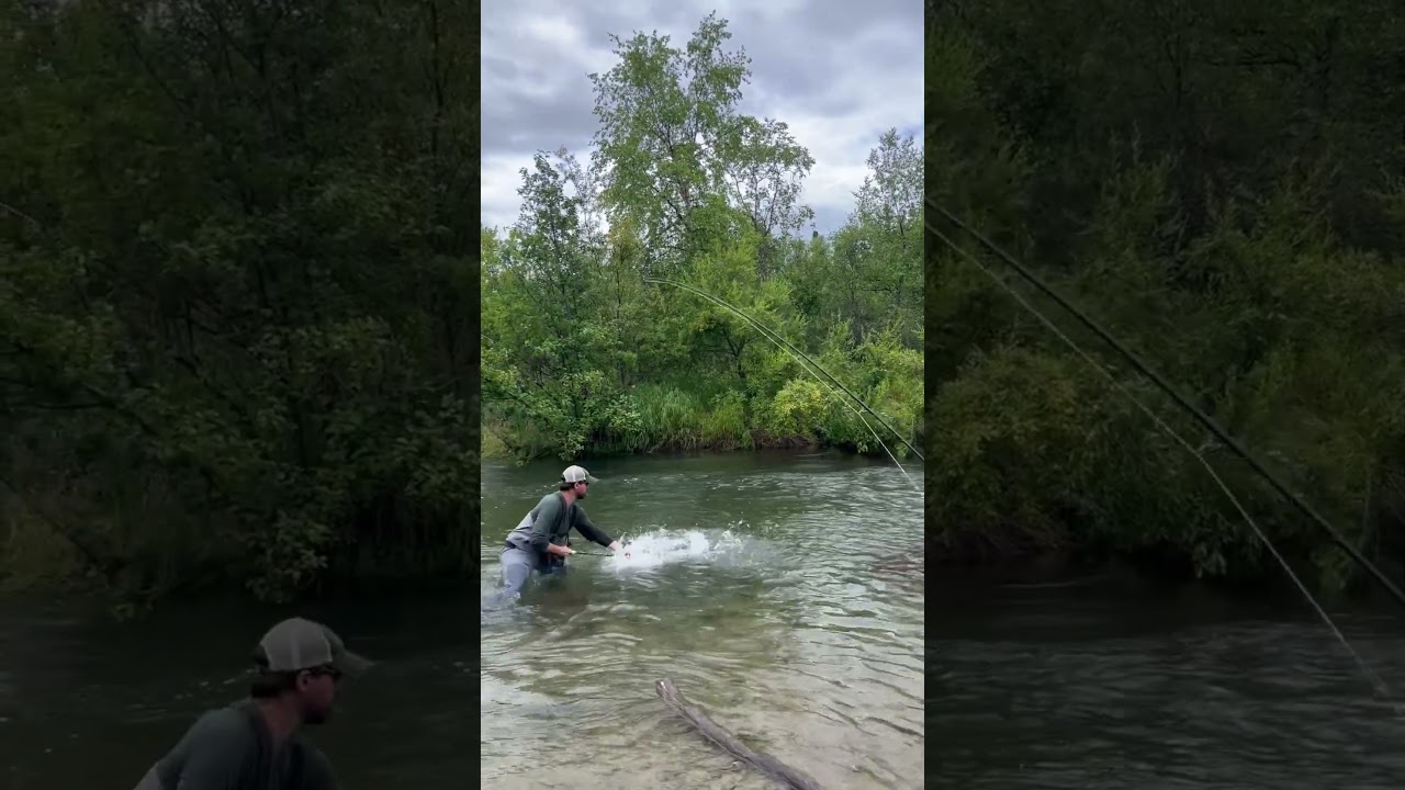 Netting An Alaskan Rainbow Trout