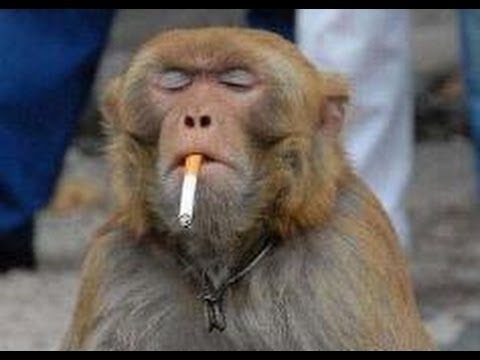 Image result for indian monkeys funny