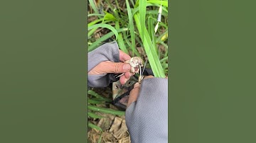 Móc nhái thật lưỡi chống xoay #fishing