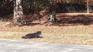 Cool Dogs Tales From The Crypt S12 E37