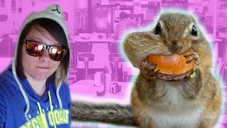 Chipmunks Eating Burgers